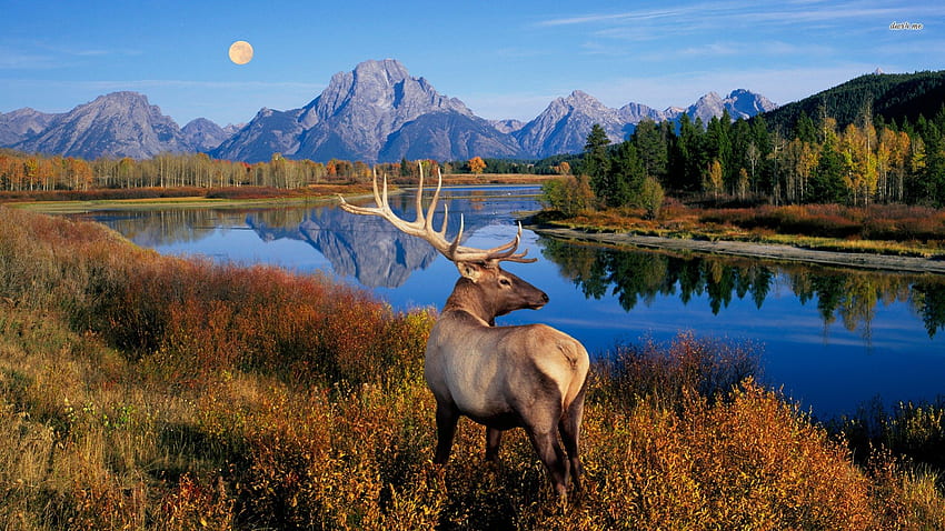 Deer, animal, river, nature HD wallpaper