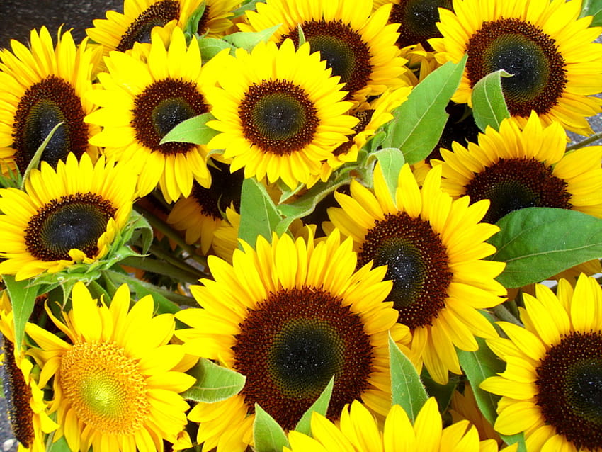 Sunny sunny sunny, brown, leaves, field, yellow, green, sunflowes HD wallpaper