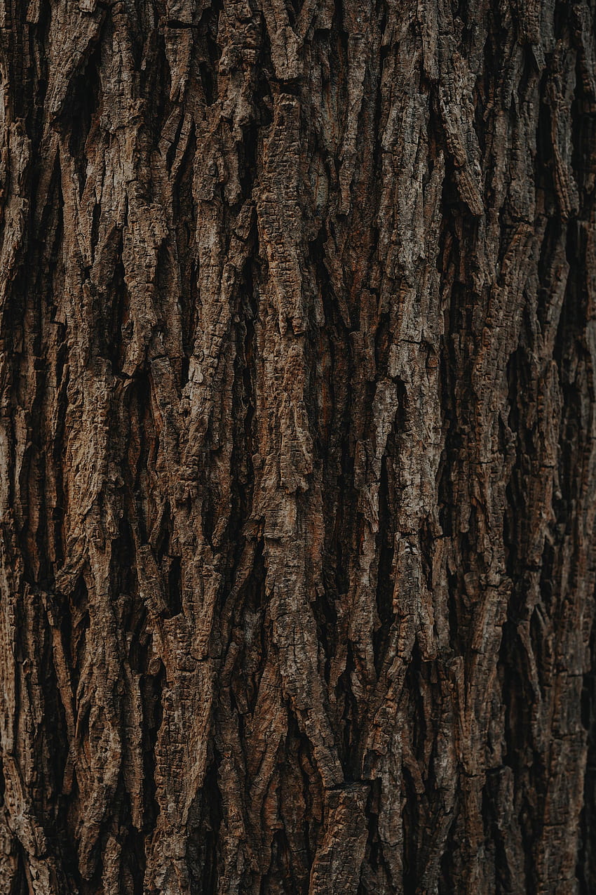Wood, Tree, Texture, Textures, Brown, Relief, Bark HD phone wallpaper