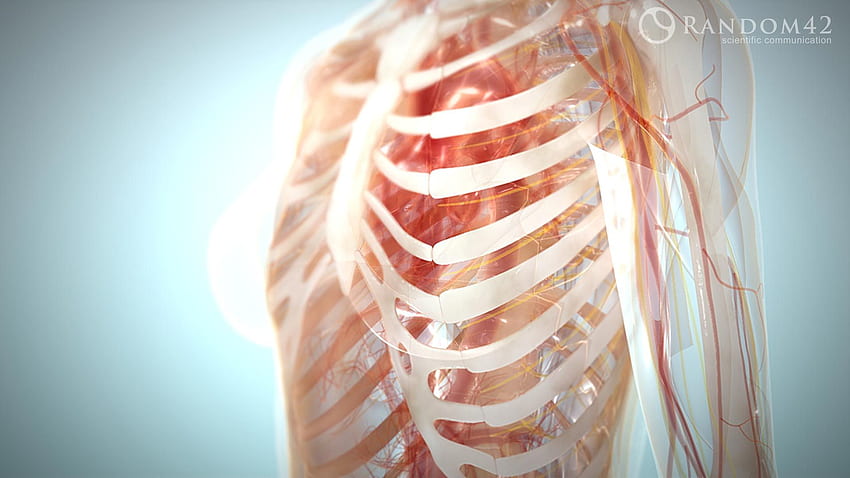 This is an of the thoracic cage which forms the core portion, Rib Cage HD wallpaper
