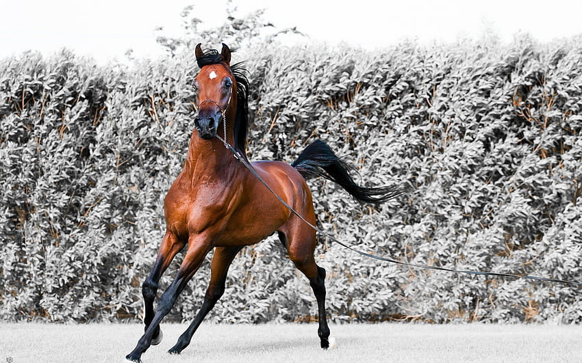 Horse, animal, winter, run HD wallpaper