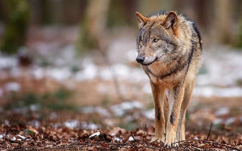 Timberwolf, Weiß, Timber, Spruch, Schwarz, Wölfe, Wolf, Canislupus, Heulen, Wolfskunst, Weisheit HD-Hintergrundbild