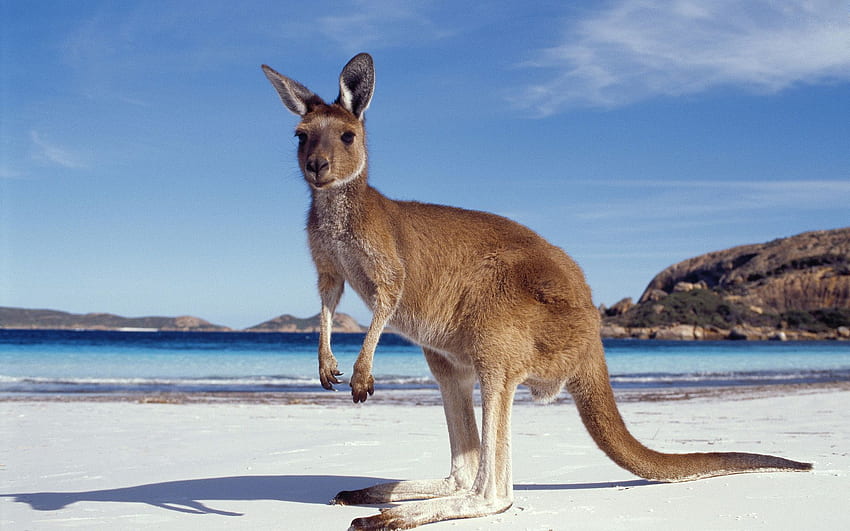 Kangur na plaży, zabawny kangur Tapeta HD