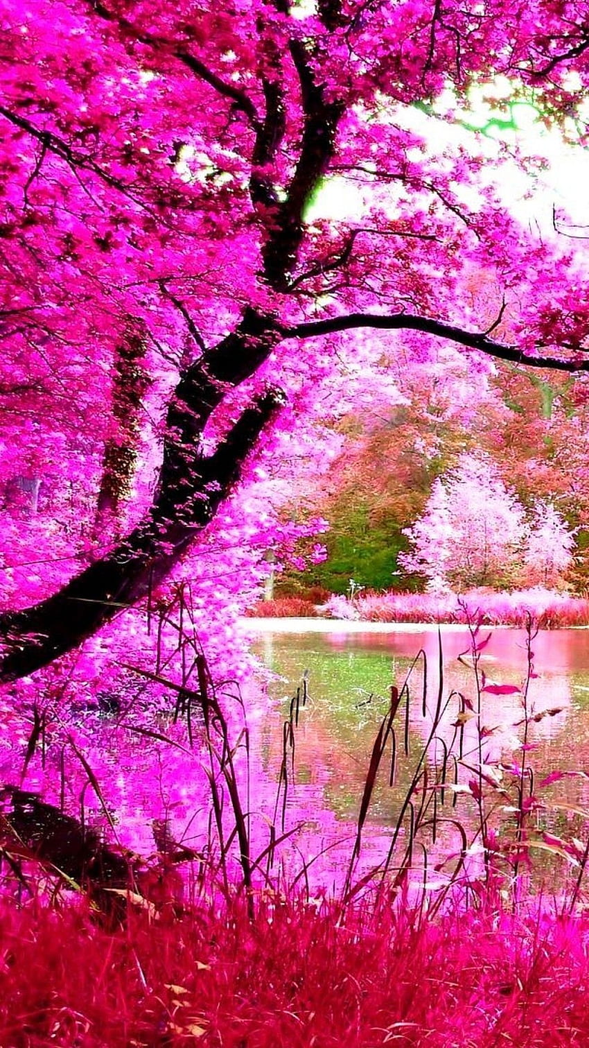 Erde, schönes Rosa HD-Handy-Hintergrundbild