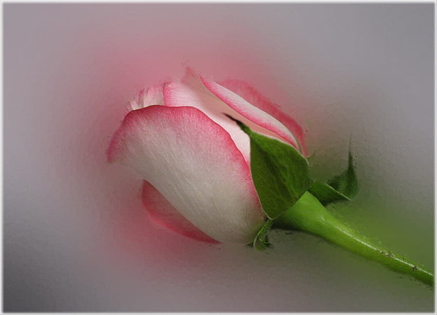 FOR MY FRIEND CAROL, rose, pink, carol, pretty HD wallpaper