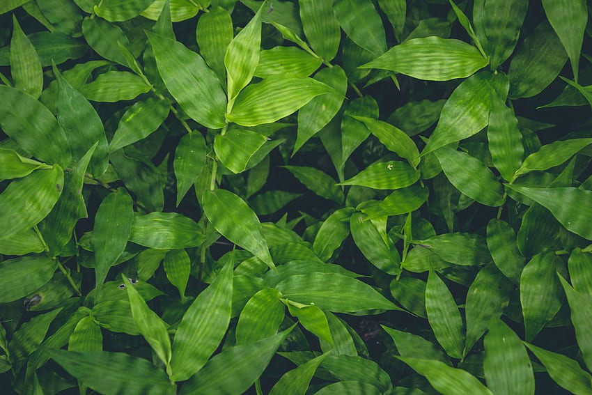 Herb, Plant, Leaf Background - Royalty / Illustration, Light Green HD  wallpaper | Pxfuel