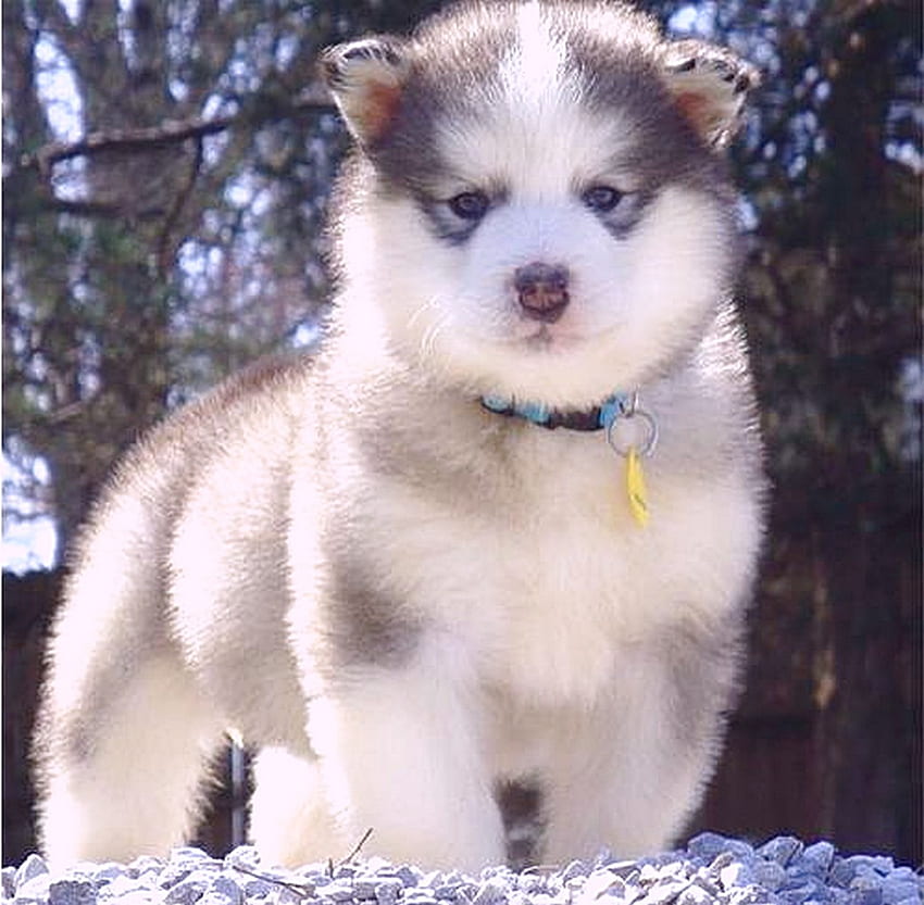 Informasi Anak Anjing yang Bekerja: Anak Anjing Malamute Alaska Wallpaper HD