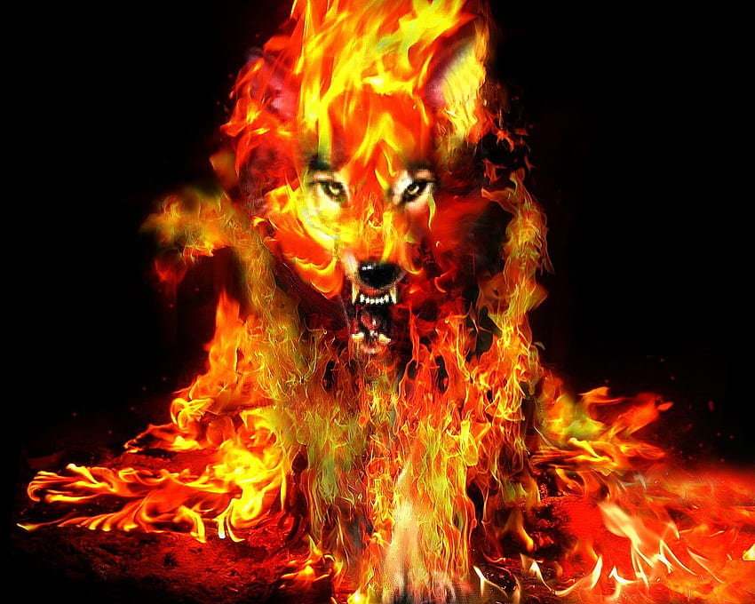 Fire Wolf Fire Wolf, Fire Wolves HD wallpaper