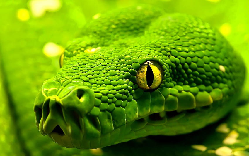 Zielony wąż. . Wąż, anakonda zielona, ​​zielony pyton Tapeta HD