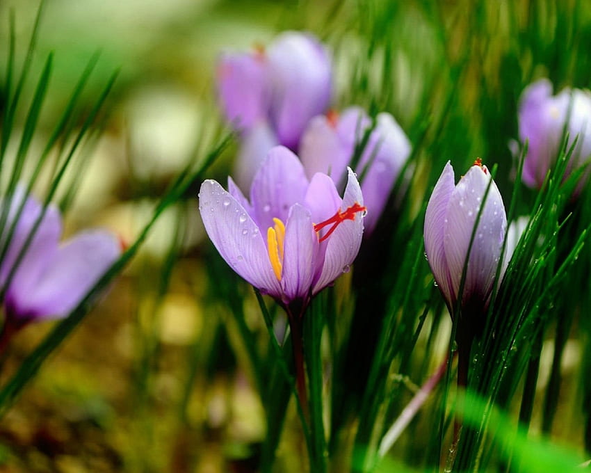Spring Crocuses ธรรมชาติ ดอกไม้ ดอกดิน ฤดูใบไม้ผลิ วอลล์เปเปอร์ HD