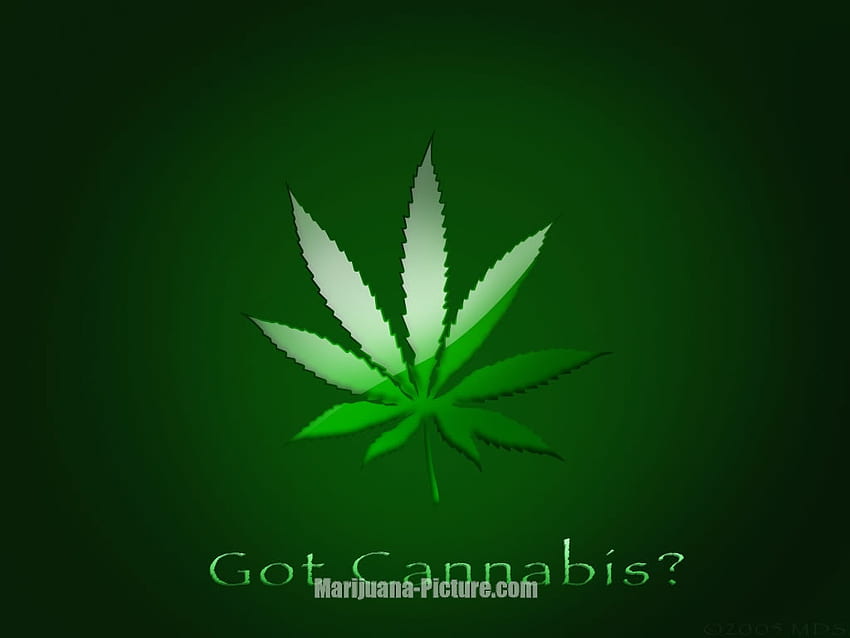 Strawberry Creek Forever: Celebrating (?) 48 years of Marijuana Guerrilla Grows in Humboldt County. – Redheaded Blackbelt HD wallpaper