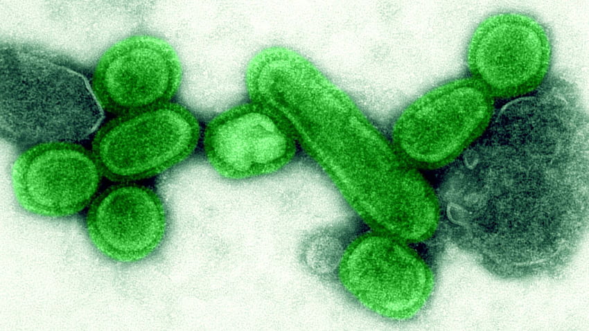 Virus flu yang cepat dan sering bermutasi berpotensi memicu pandemi Wallpaper HD