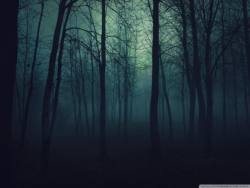 Floresta escura, laptop floresta escura papel de parede HD