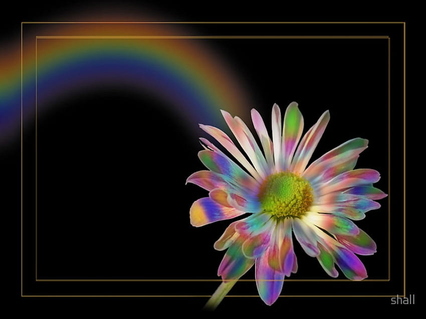 虹の花、花、虹 高画質の壁紙