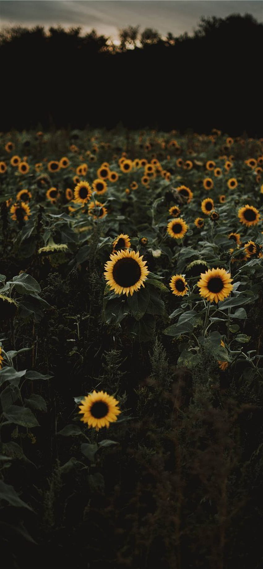 The Road To Dom Is Bordered With Sunflowers Iphone X Sunflower Iphone Sunflower Aesthetic 5677