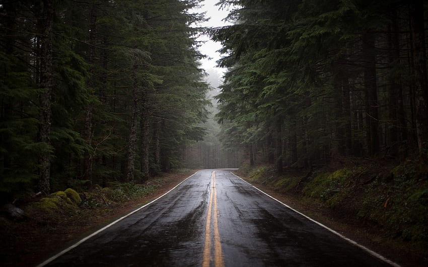 природа дървета дъждовна гора мокри пътища -, Dark Forest Road HD тапет