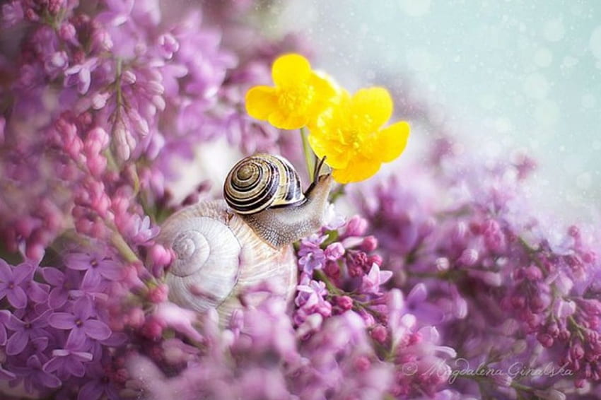 Where the lilacs grow, liliac, little flowers, beautiful, nature, yellow flowers, caracol HD wallpaper