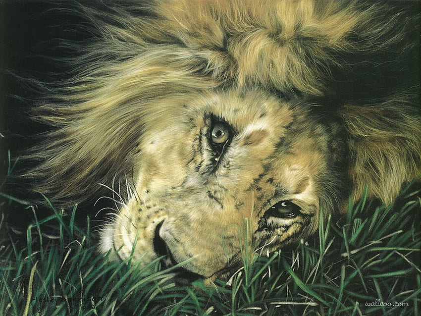 King's Eyes, animal, art, eyes, wild, lion, painting, collages, drawing, artist HD wallpaper