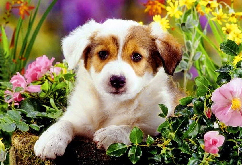 Śliczny szczeniak, pies, słodki, zwierzę, róże, ogród, ładny, piękny, wiosna, miły, lato, szczeniak, ładny, zieleń, kwiaty, godny podziwu, śliczny Tapeta HD