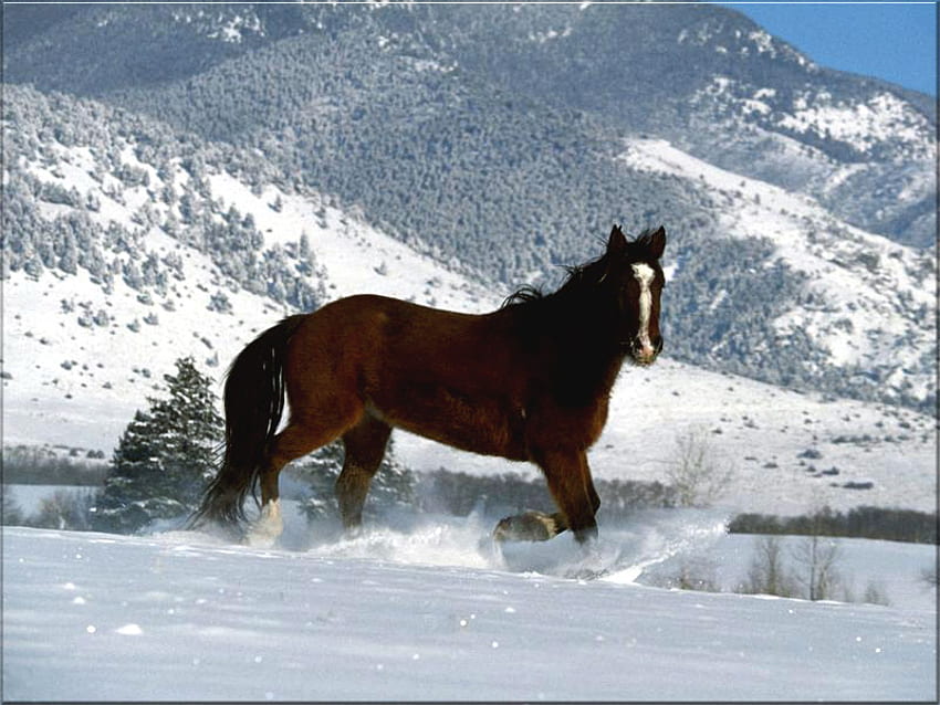 snow horse, horses, horse, i love horses HD wallpaper