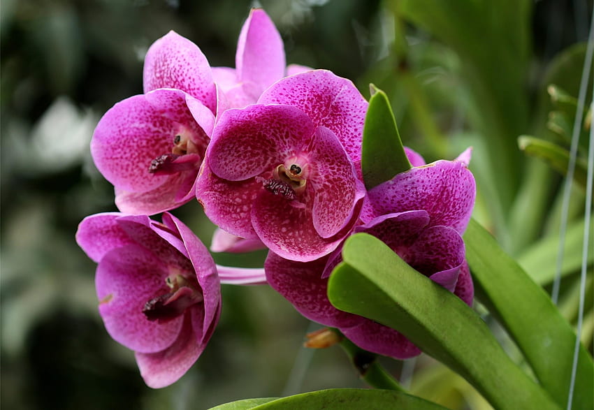Flowers, Close-Up, Greens, Flower Bed, Flowerbed, Orchids HD wallpaper