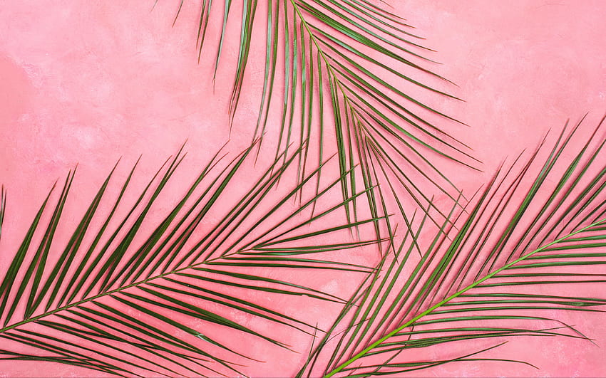 Palms in pastel pink wall Ultra HD wallpaper