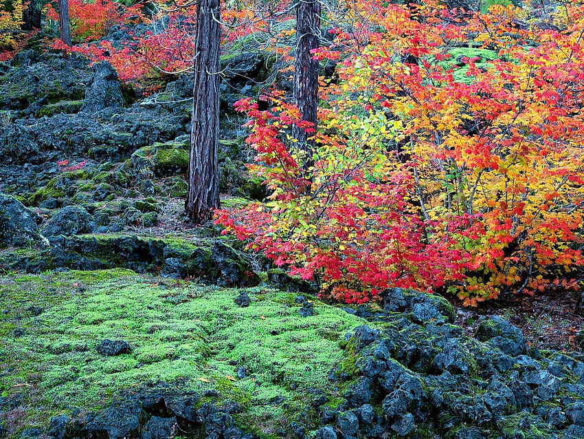 Natur, Bäume, Steine, Herbst, Blätter, Moos HD-Hintergrundbild