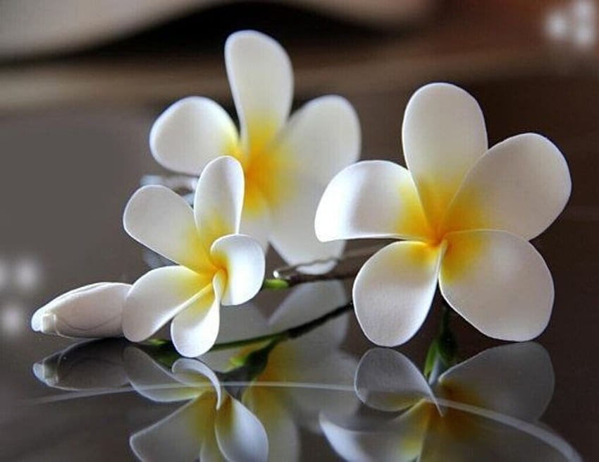Frangipani, Flowers, White, Floor, Reflection HD wallpaper