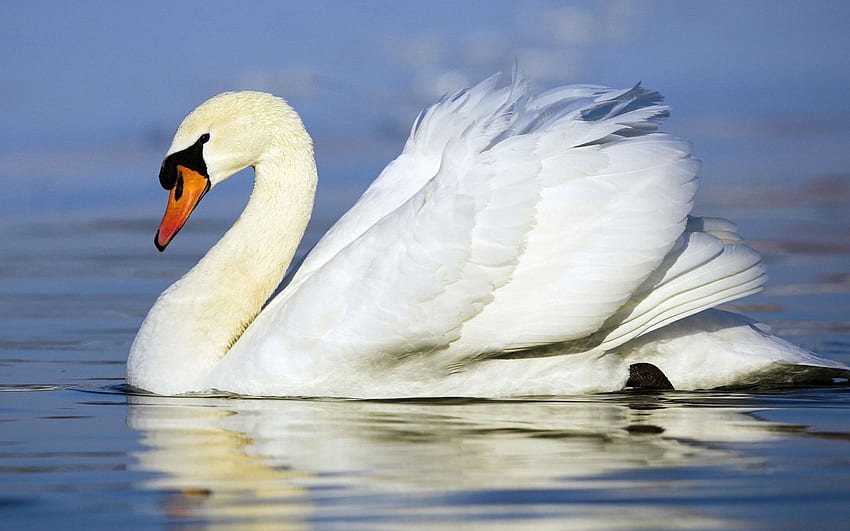 white swan. Swan , Animals beautiful, Wild animal, White Duck HD wallpaper