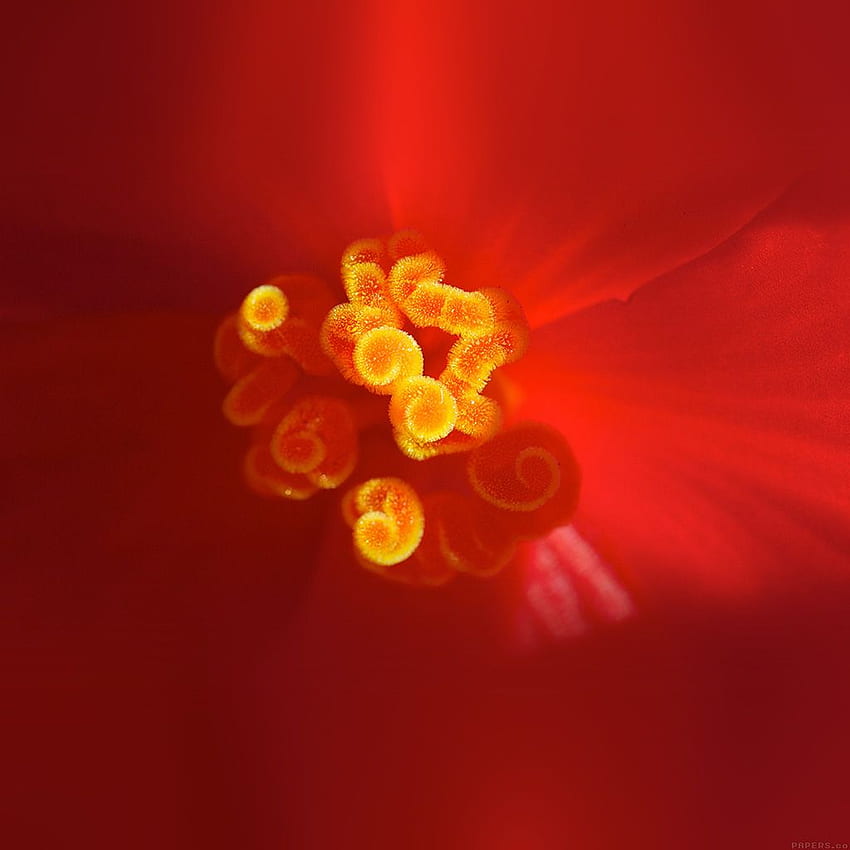 Beautiful Nature Spring Red Flower Zoom iPad HD phone wallpaper