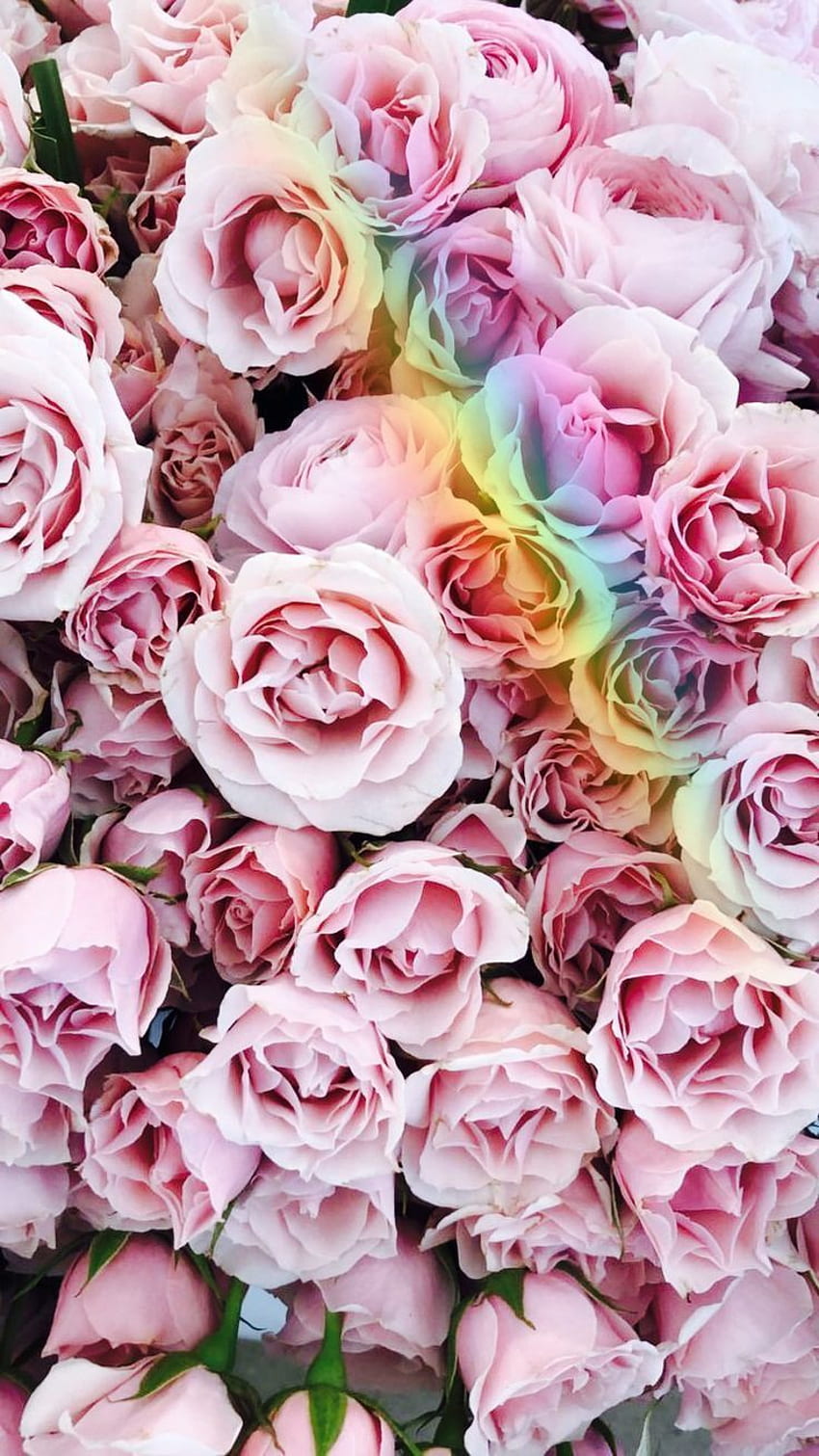 Schöne Pinterest: EnchantedInPink Schöne Pinterest: EnchantedInPink The  post Schöne Pinterest: Enchanted. Flower , Pretty , iPhone background,  Pinterest Spring HD phone wallpaper | Pxfuel