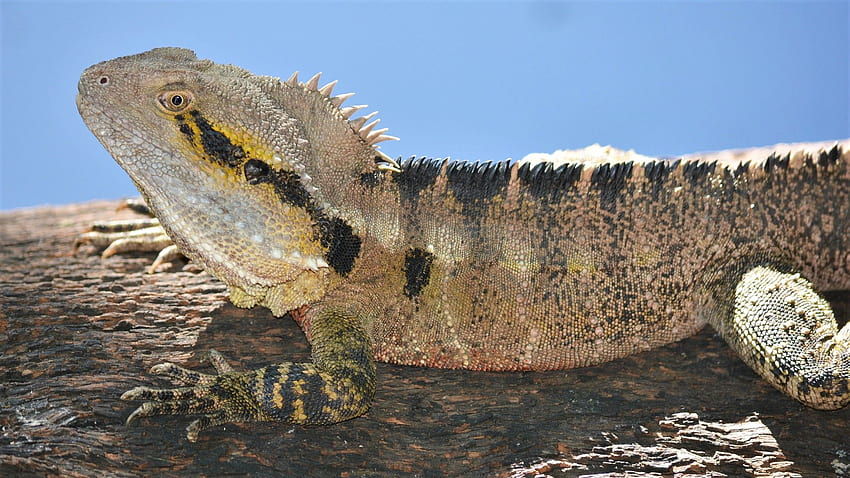 Eastern Water Dragon at Queens Park, Ipswich Queensland, Australia ...