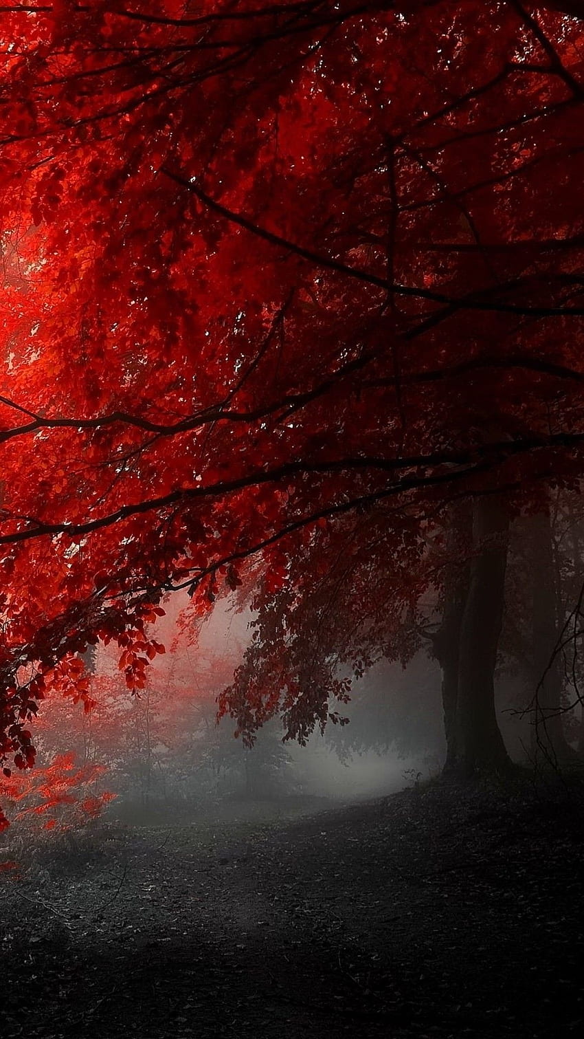 Red nature Wallpapers Download | MobCup