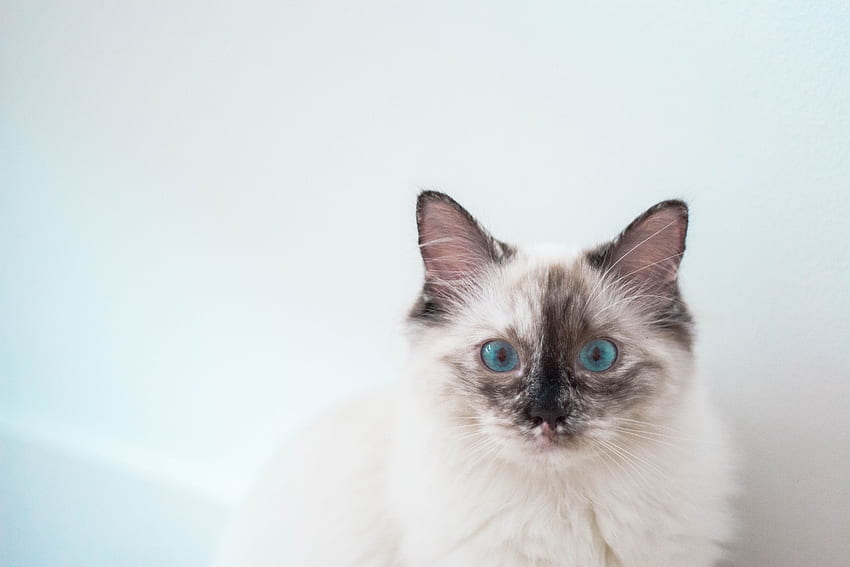 Animals, Cat, Kitty, Kitten, Pet, Blue-Eyed, Blue Eyed HD wallpaper