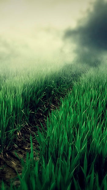 Cỏ - Sự mềm mại và màu xanh tươi sáng của cỏ sẽ khiến bạn cảm thấy thư thái và yên bình. Hãy xem hình ảnh về cỏ và cảm nhận sức sống tràn đầy mỗi ngày!