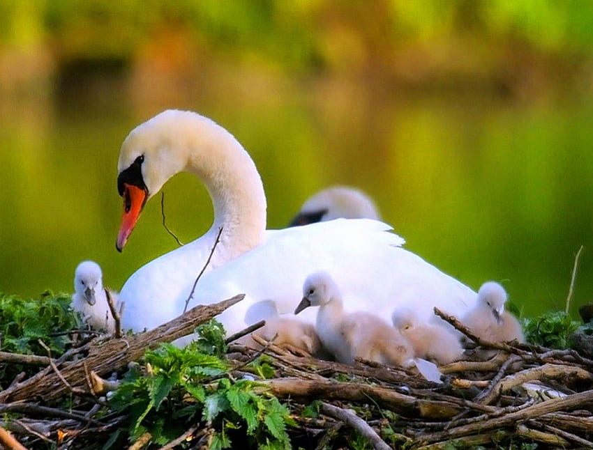 Il nido, l'amore, il giovane, la madre, il cigno, l'erba, la bellezza, il nido, i ramoscelli Sfondo HD