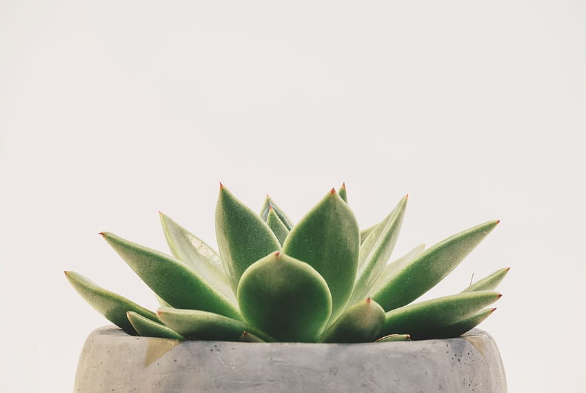 Gummipflanze - ästhetische Landschaft minimalistisch - -, weiße minimalistische Pflanze HD-Hintergrundbild