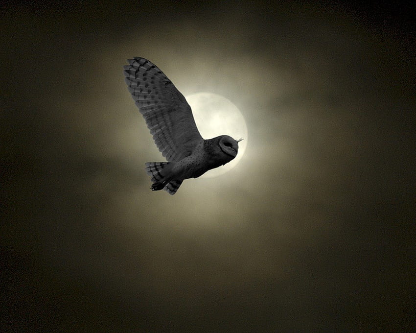 Barn Owl Flight, night, full moon, barn owl, sky, flying HD wallpaper