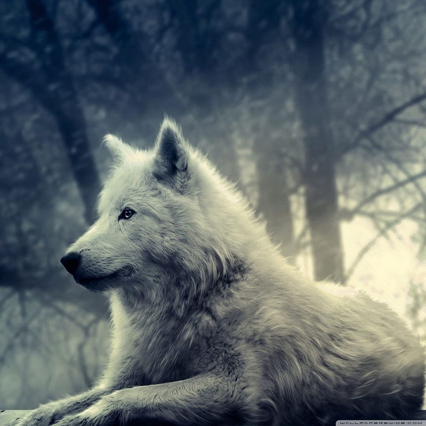 White Wolf Painting Ultra Background for U TV : Widescreen & UltraWide & Laptop : Tablet : Smartphone HD тапет за телефон