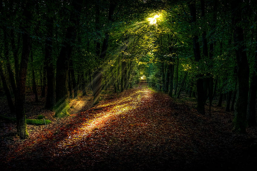 Natura, jesień, las, ścieżka, światło słoneczne Tapeta HD