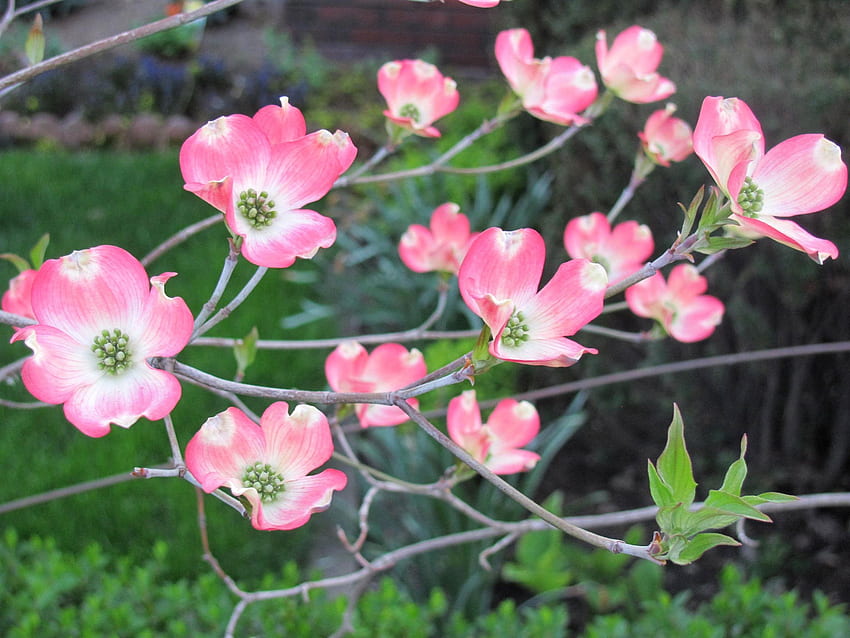 Frühlings-Hartriegelblüten, rosa, saisonal, Natur, Frühling, Hartriegelbaum, Hartriegel HD-Hintergrundbild