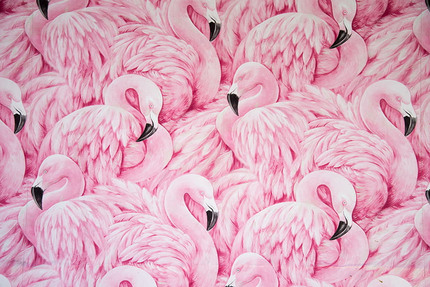 Flamencos rosados, ilustraciones de aves. fondo de pantalla