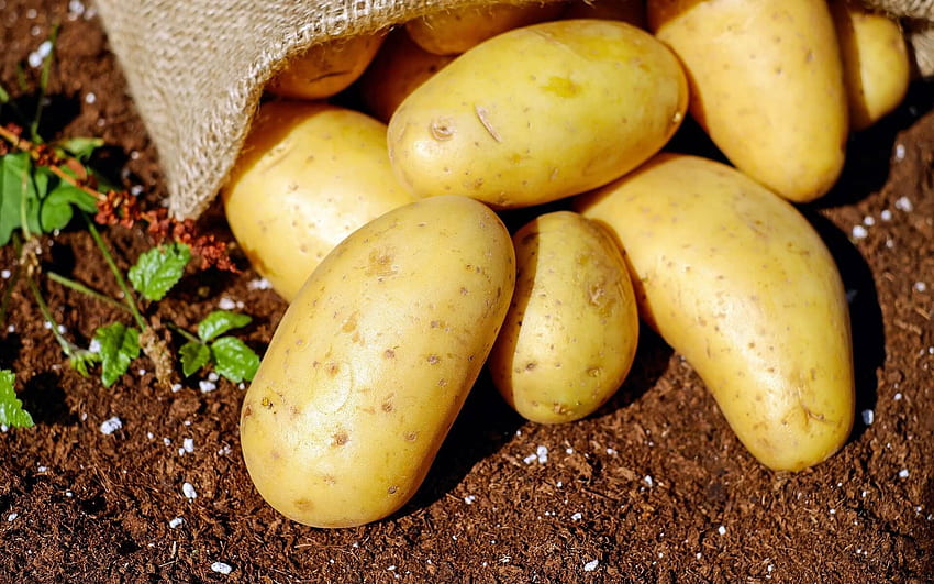 Potatoes . Background HD wallpaper