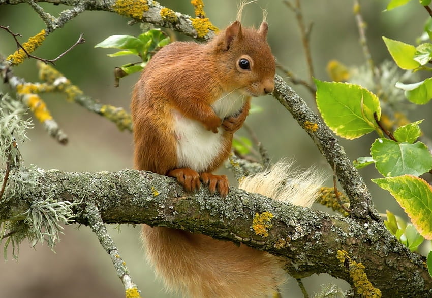 Squirrel, leaves, paws, tree HD wallpaper