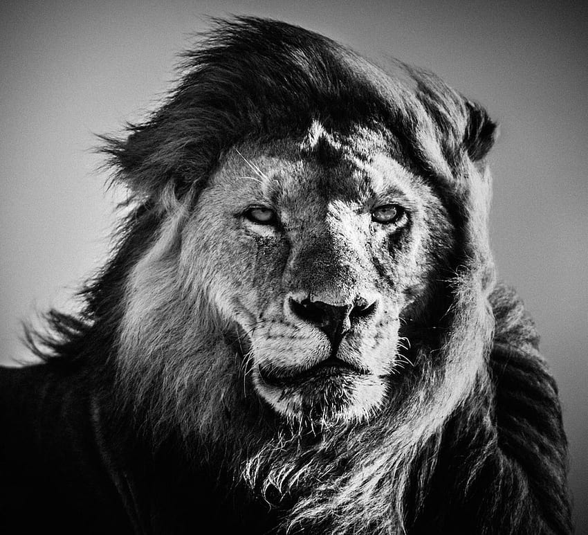 Black And White graphy Lion HD wallpaper