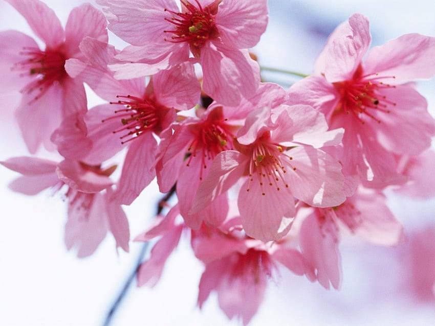 Красотата на пролетта, розови цветя, пролет, цветове HD тапет