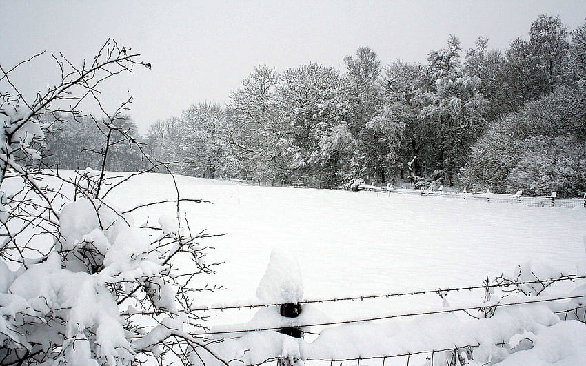 Inverno, natura, alberi, neve, parco, recinzione, derive Sfondo HD