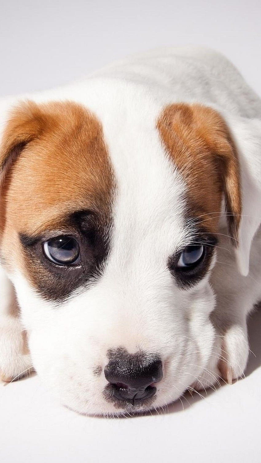 OnePlus 3 için Sevimli Köpekler. ., Fluffy Puppy HD telefon duvar kağıdı