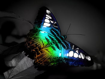 Best animated butterflies HD wallpapers | Pxfuel