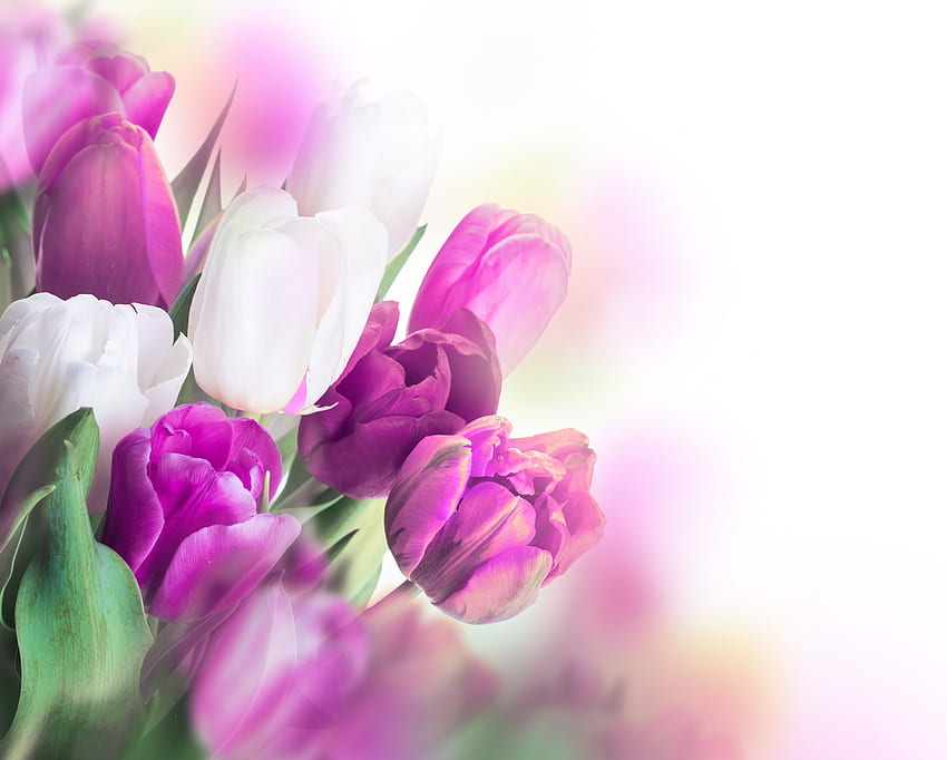 Flores: Tulipas Flores Roxo Amor Natureza Tulipa papel de parede HD